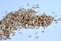 Oats, Golden Naked (British)